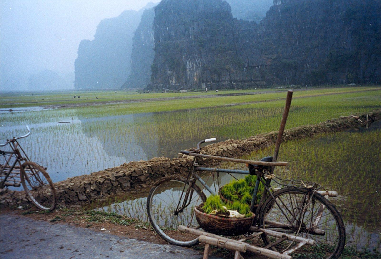 Rice paddies along the river at Tam Coc, Ninh Binh