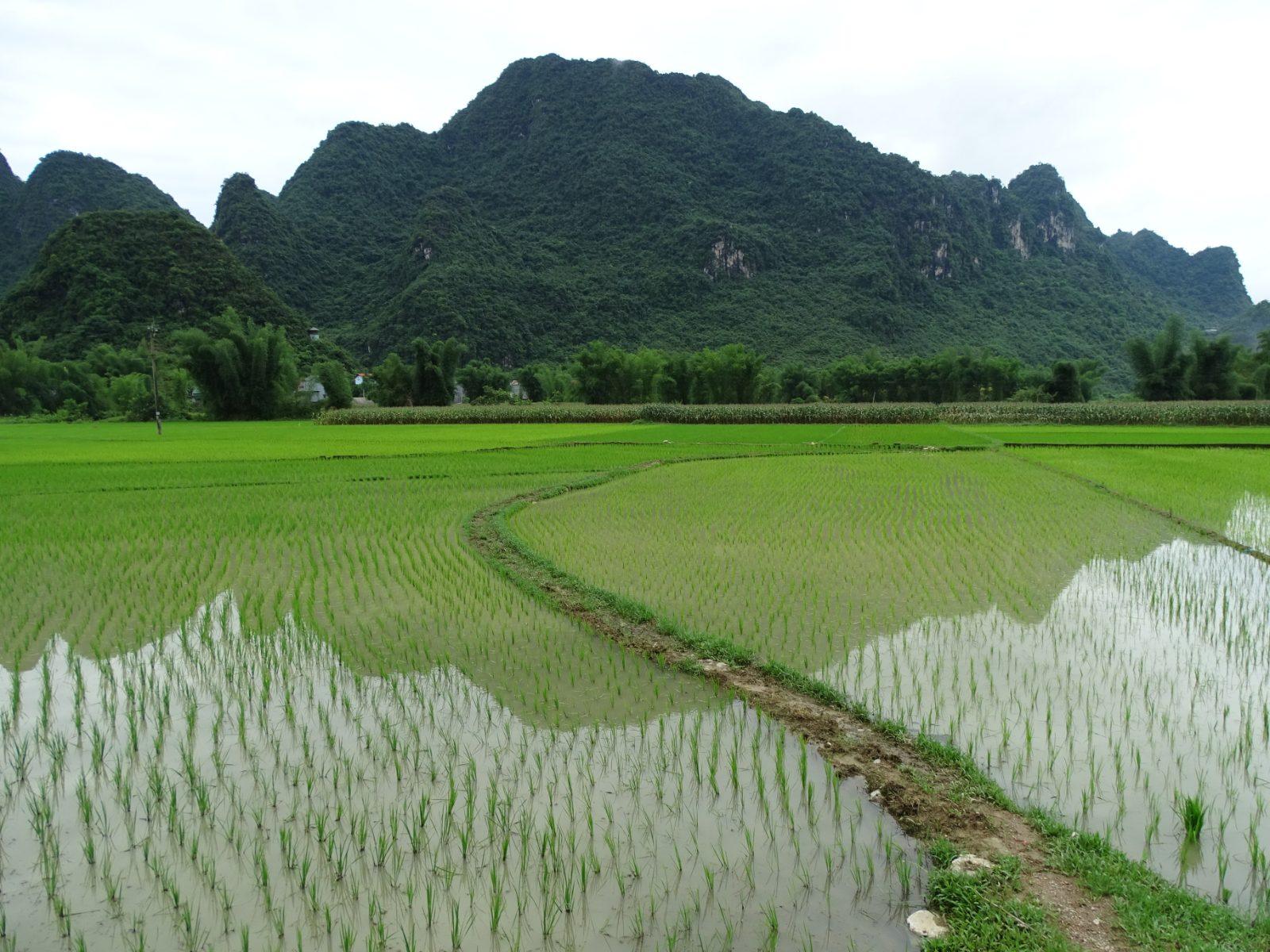 A cornfield in the Cao Bang countryside near Trung Khanh District
