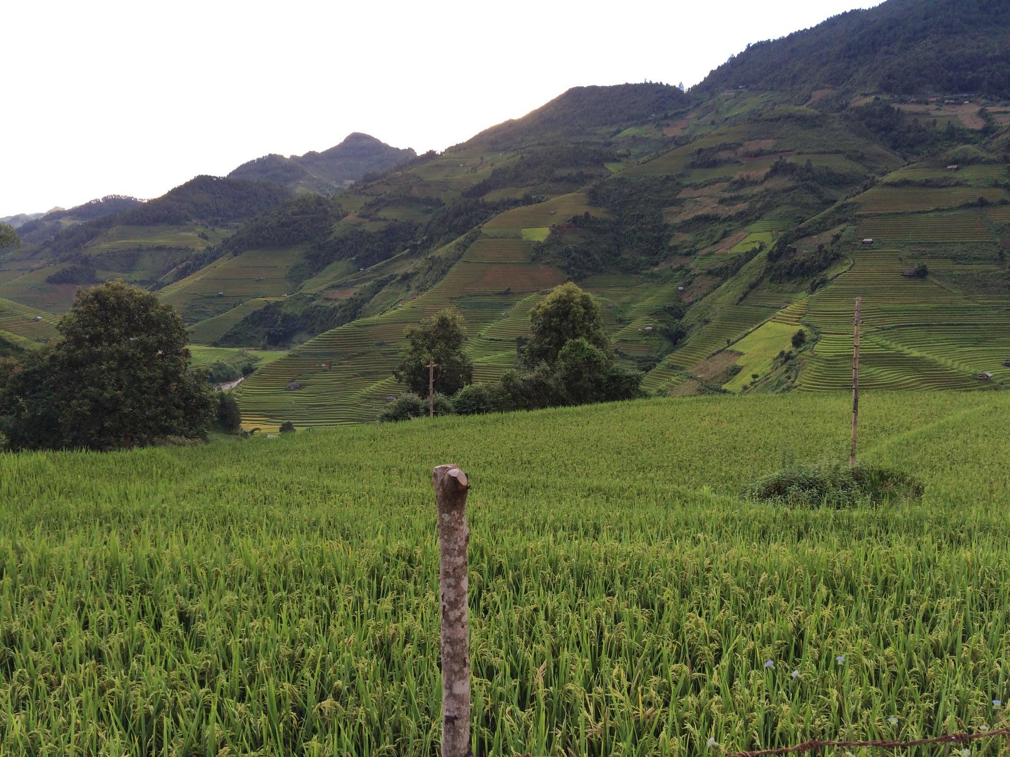 A rice paddy in the foreground with terraced mountains of Che Cu Nha commune in the distance at dusk