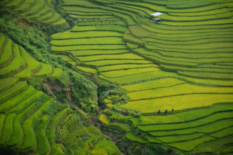 Farmers walking through vivid green terraced rice fields near Khau Pha Pass in Mu Cang Chai