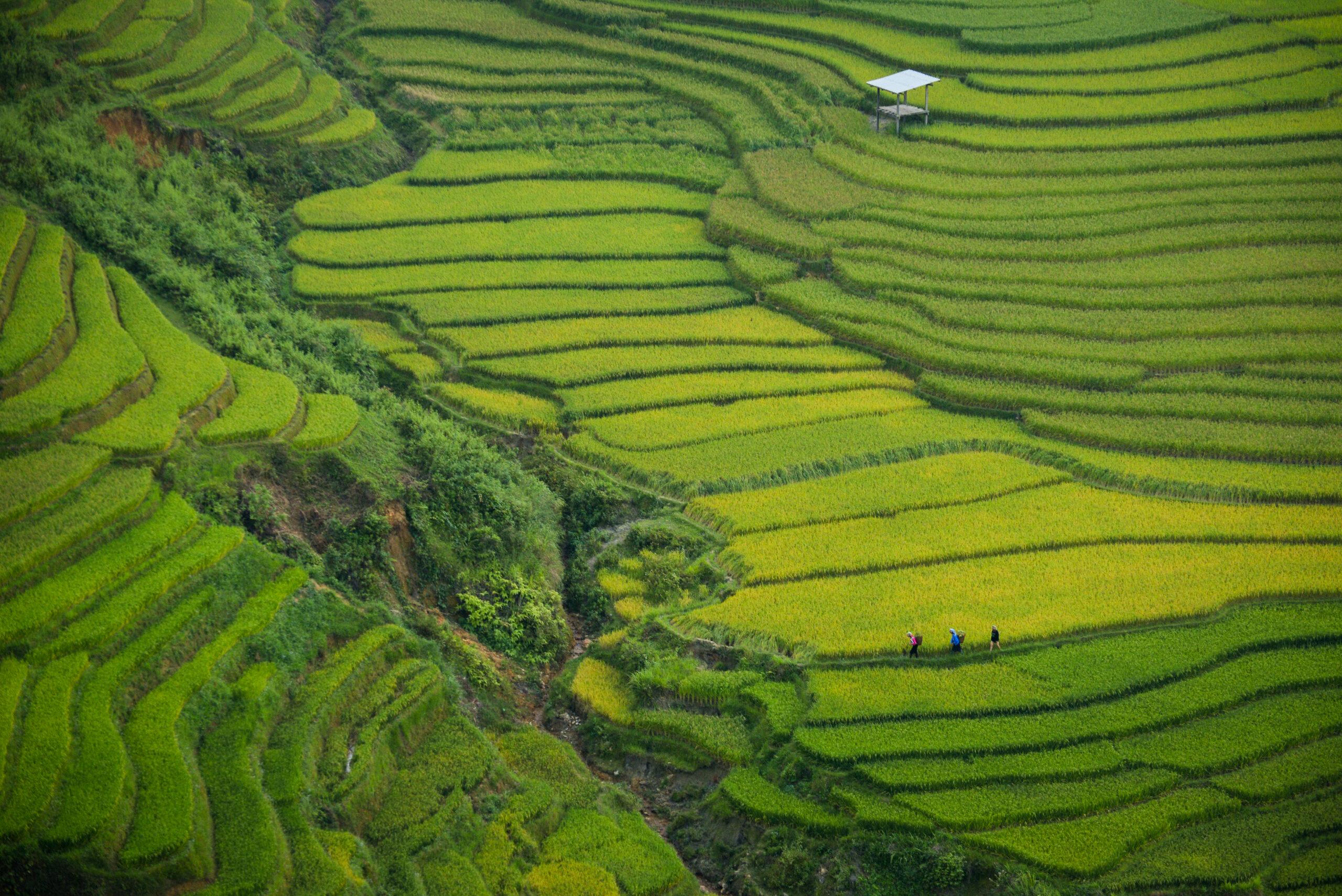 Farmers walking through vivid green terraced rice fields near Khau Pha Pass in Mu Cang Chai