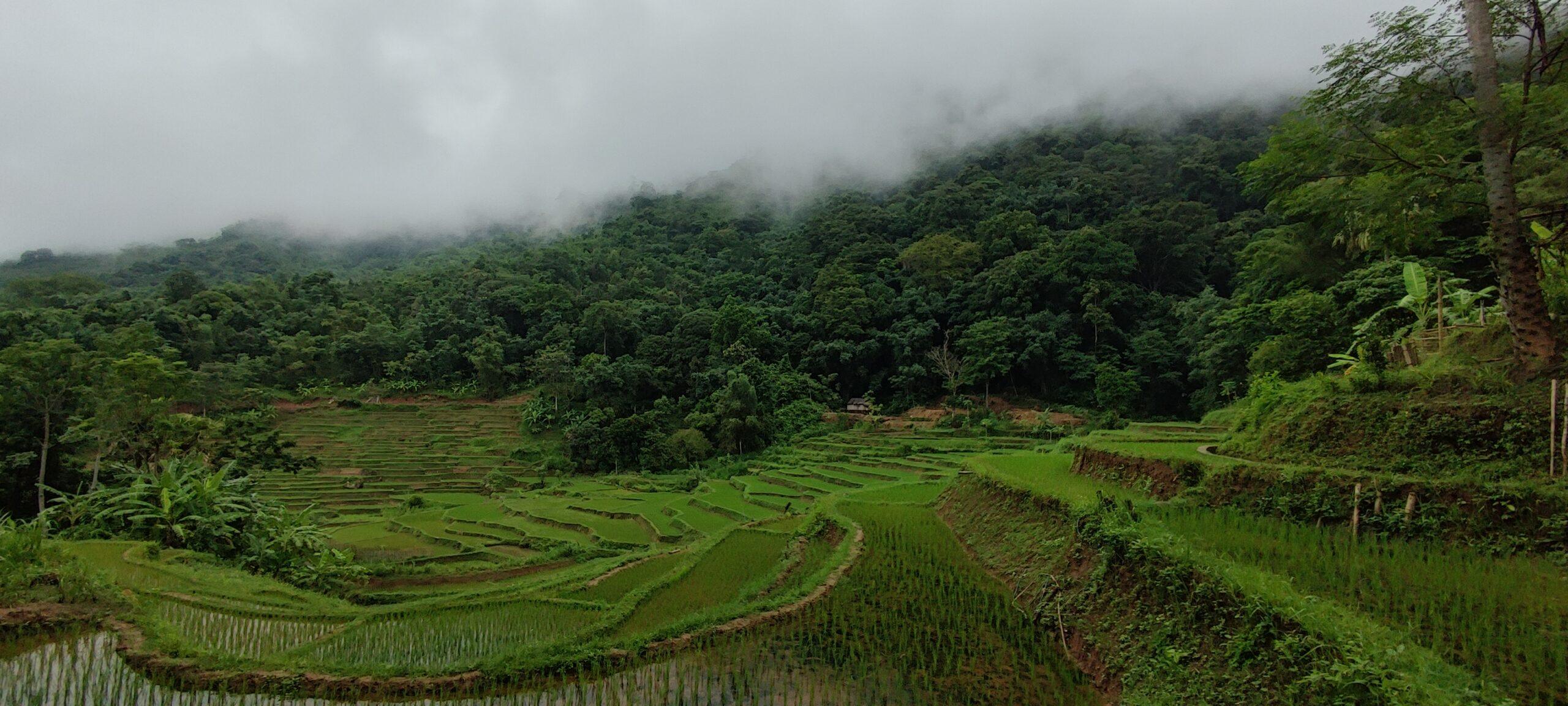 Misty rice terraces in the Mai Chau valley with forested hills behind