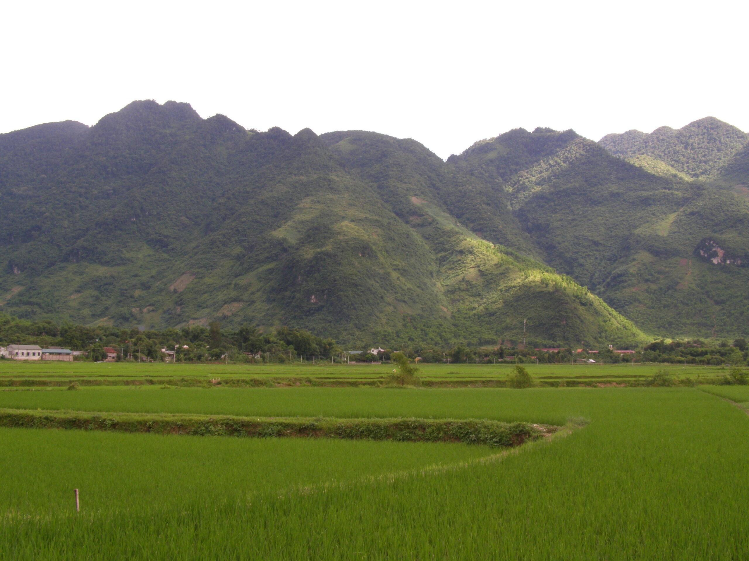 Green rice fields below limestone mountains in Mai Chau, Vietnam