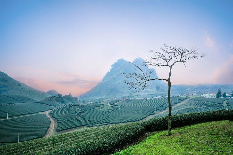 Rolling tea plantation hills in Moc Chau, Vietnam