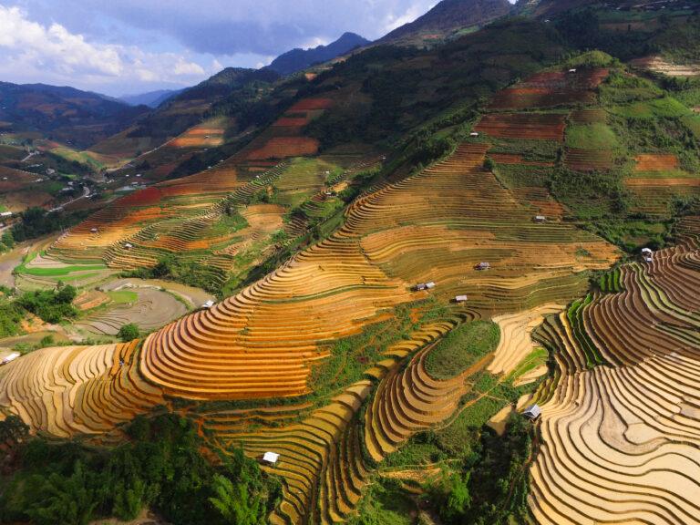 Golden harvest-season rice terraces curving down a mountainside in Che Cu Nha commune, Mu Cang Chai