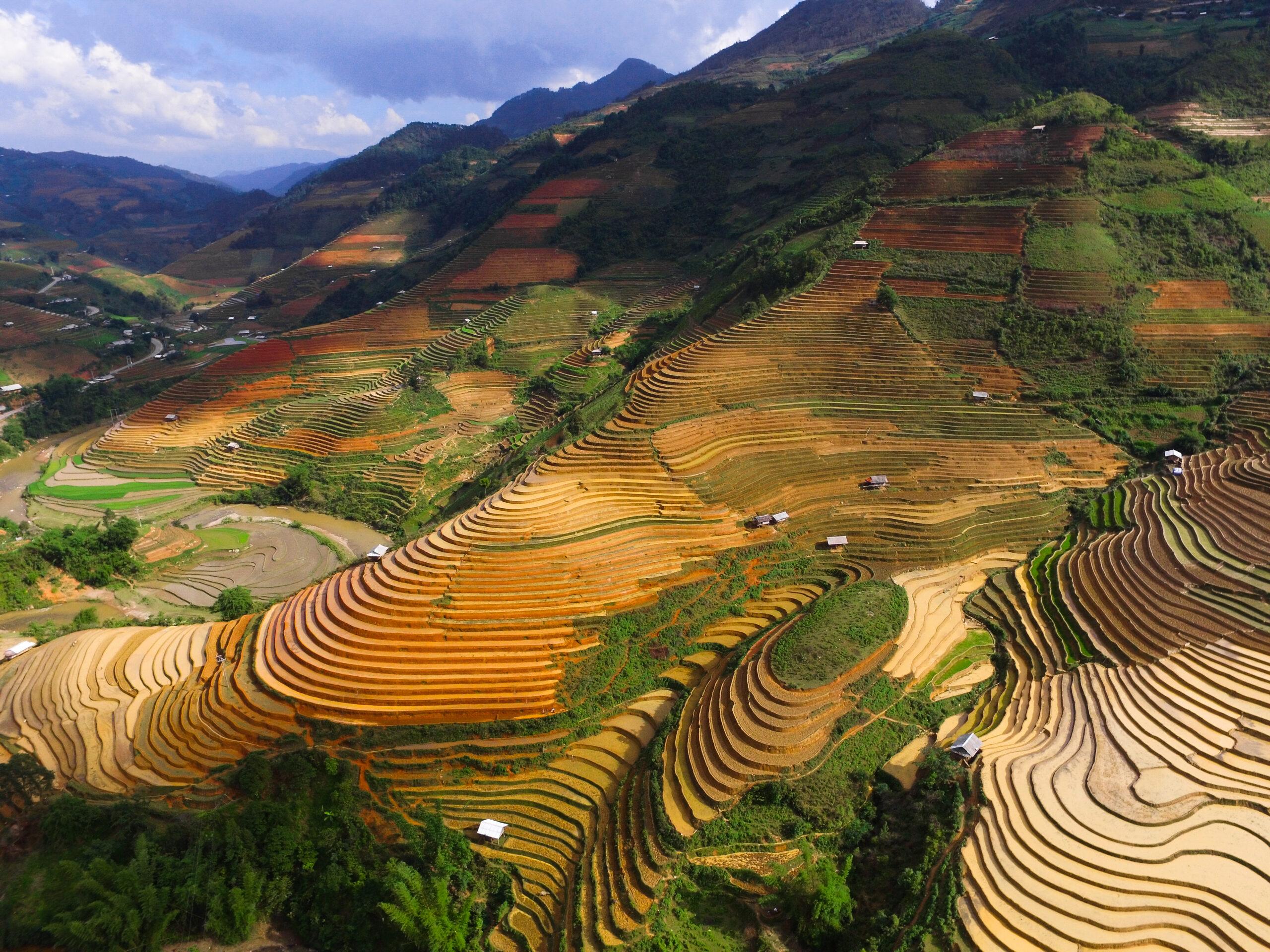 Golden harvest-season rice terraces curving down a mountainside in Che Cu Nha commune, Mu Cang Chai