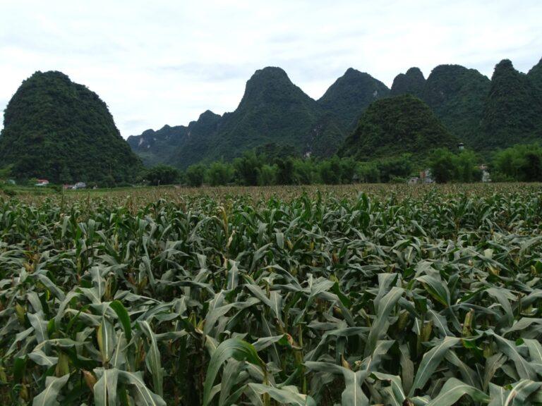 Flooded rice paddy fields with limestone karst mountains near Nguom Ngao Cave in Cao Bang province