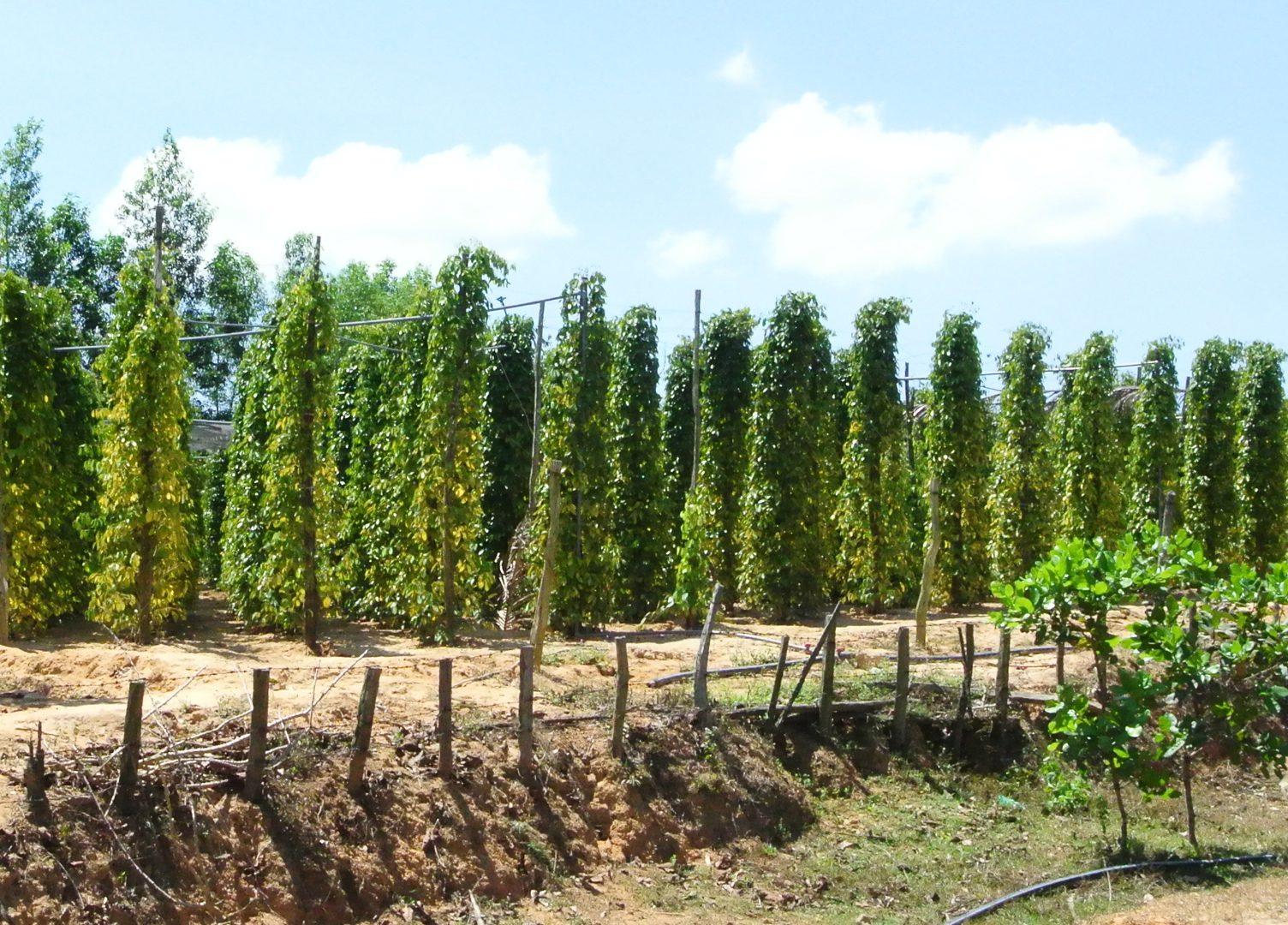 Pepper vines growing on poles at a Phu Quoc pepper farm