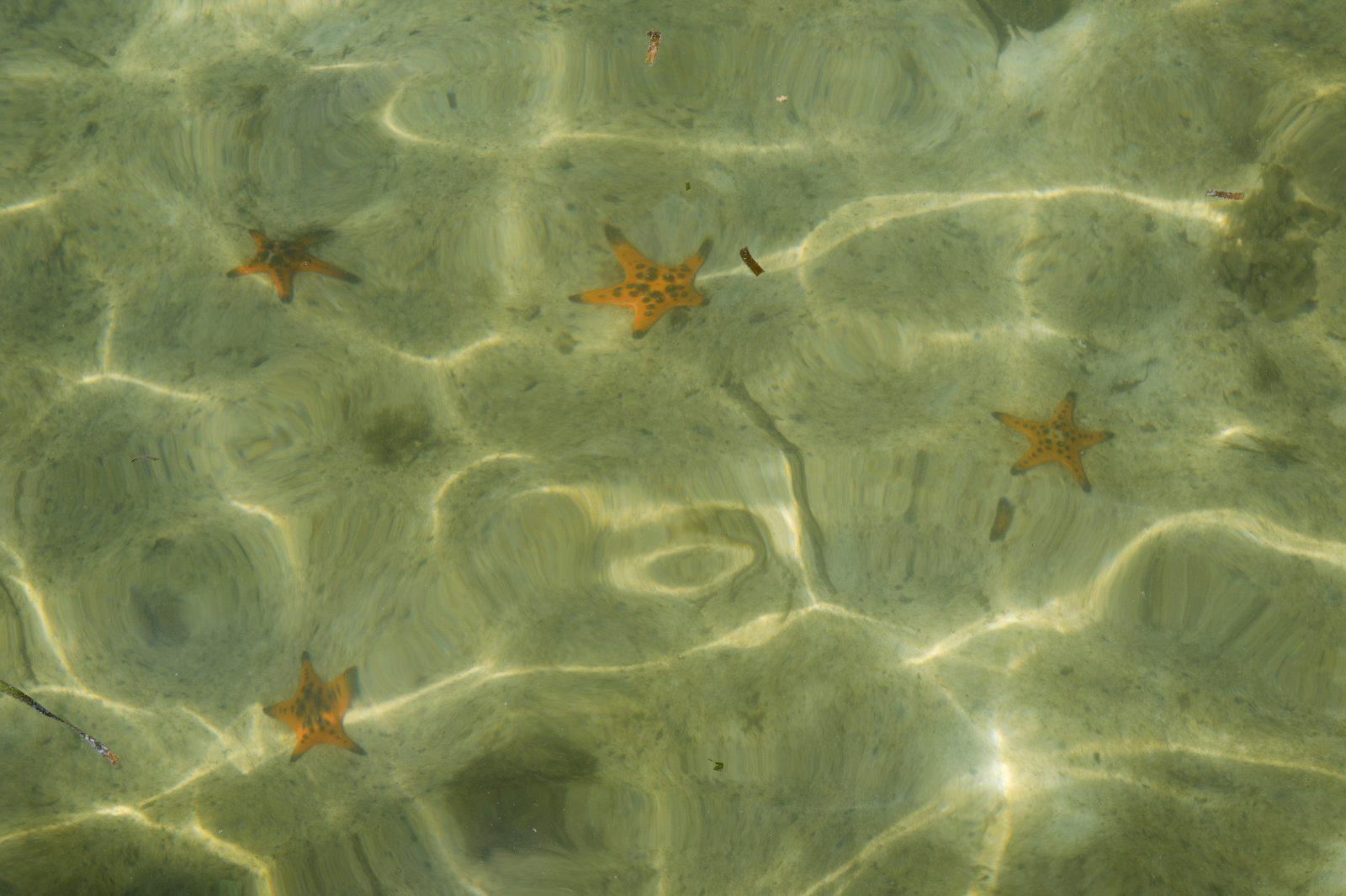 Starfish visible in shallow water at Starfish Beach, Phu Quoc