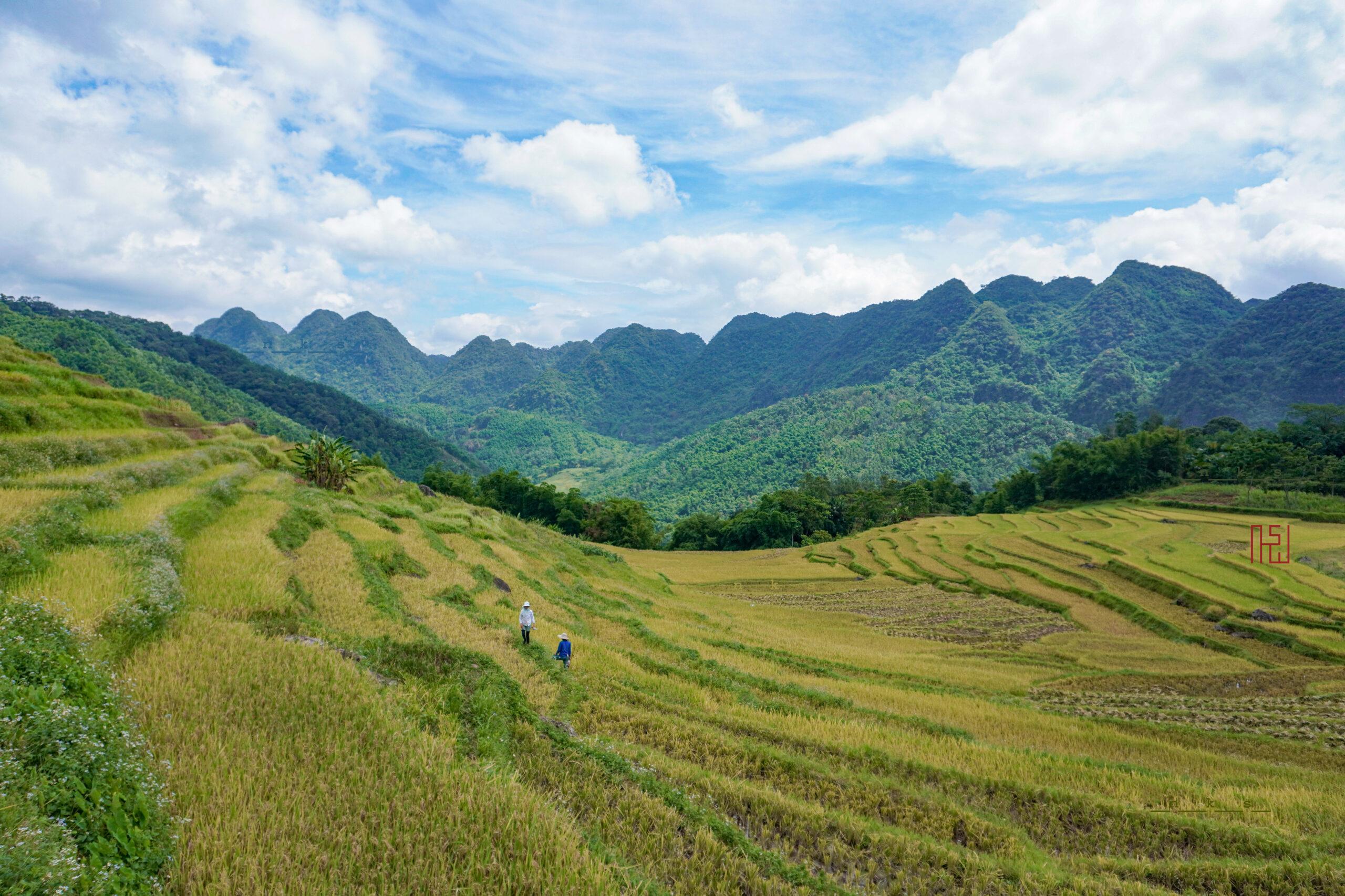 Hikers walking through golden harvest-season rice terraces in Pu Luong Nature Reserve