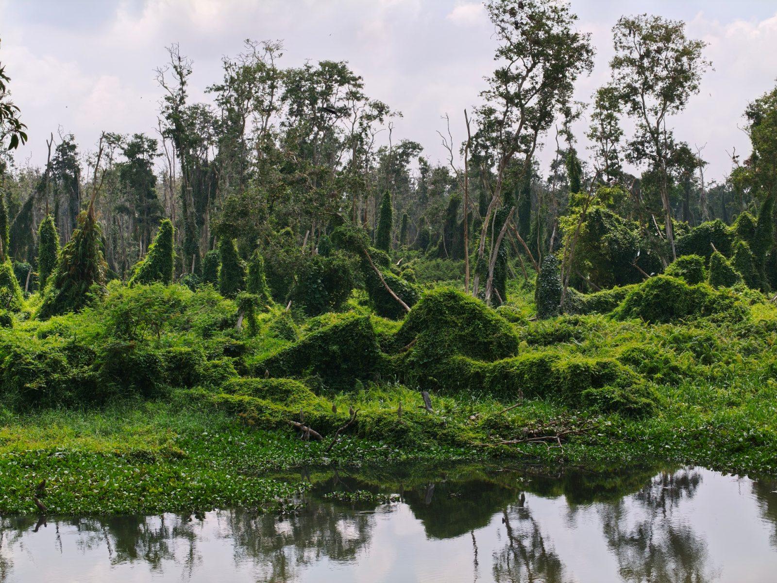 Tra Su Cajuput Forest near Chau Doc, Vietnam