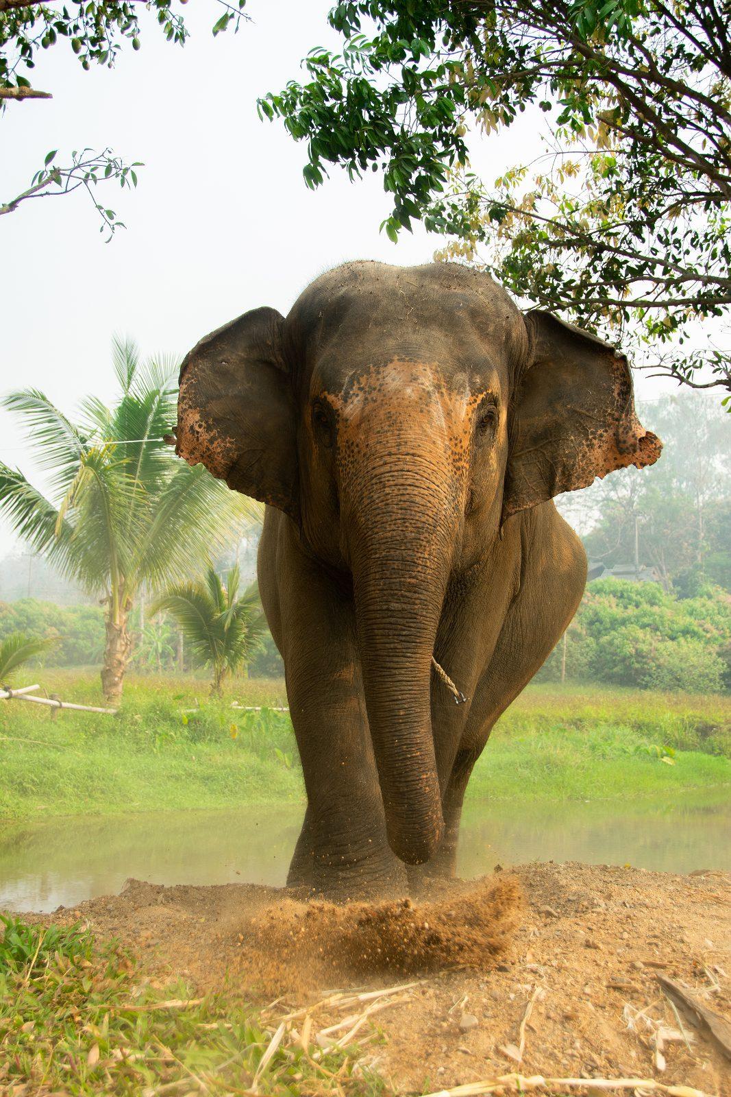 An elephant at a sanctuary near Chiang Mai